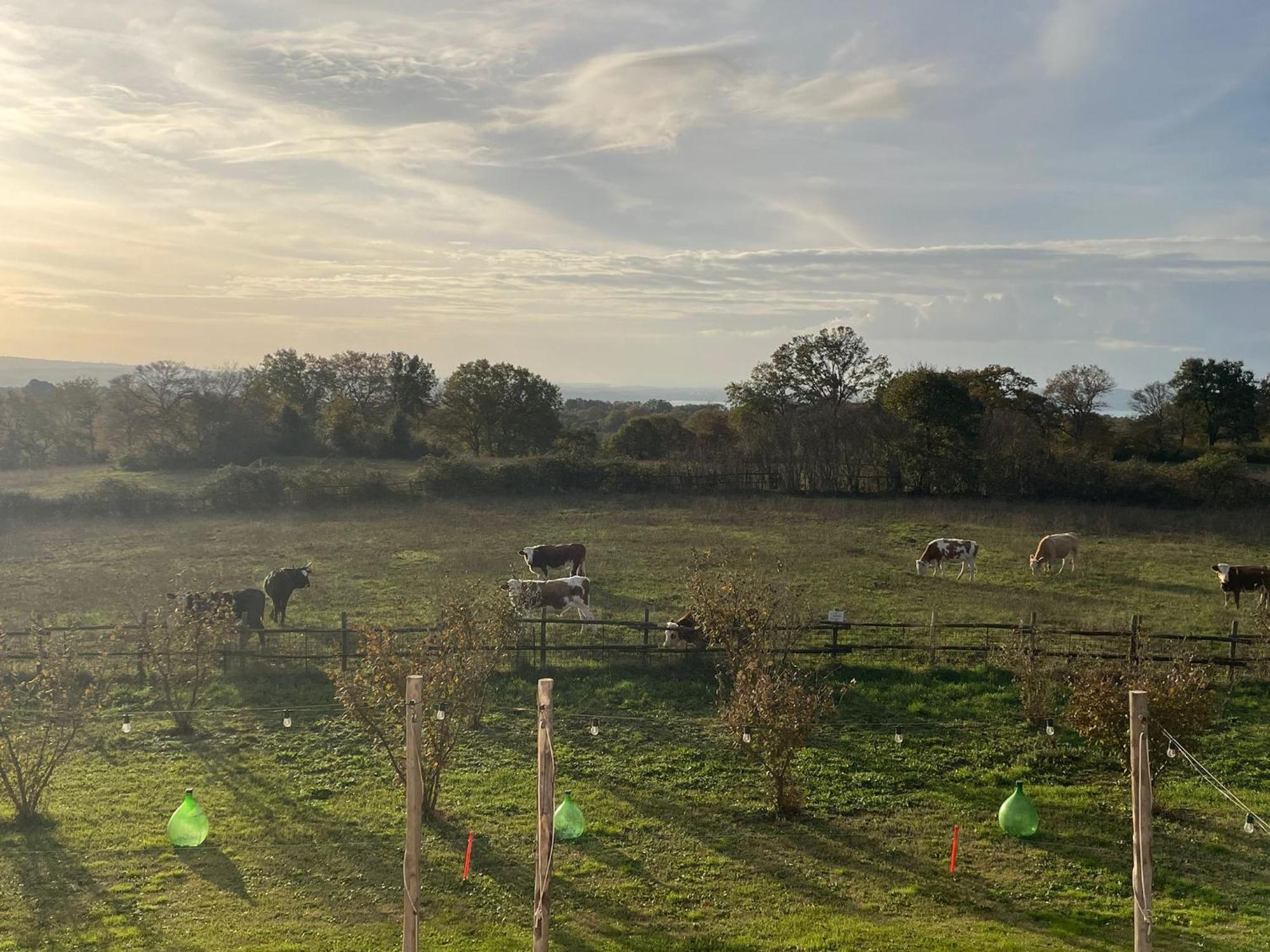 فندق Agriturismo Casale Lisalola سوتري المظهر الخارجي الصورة